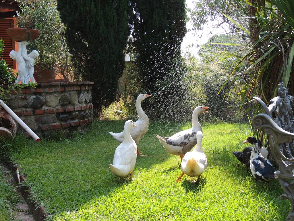 Il Cipresso Del Gallo مونتيكاتيني تيرمي المظهر الخارجي الصورة